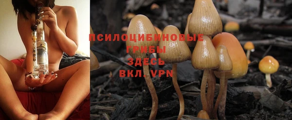 PSILOCYBIN Михайлов