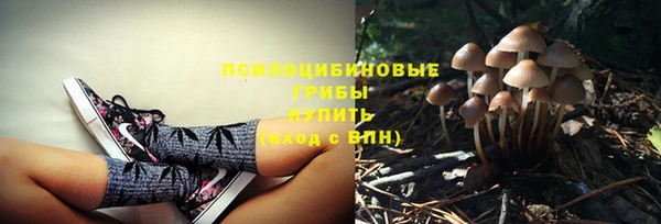 PSILOCYBIN Михайлов